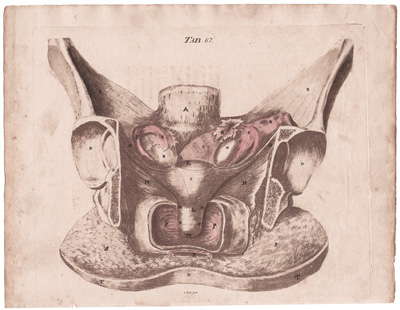 Gives a View of the Contents of the Female Pelvis
